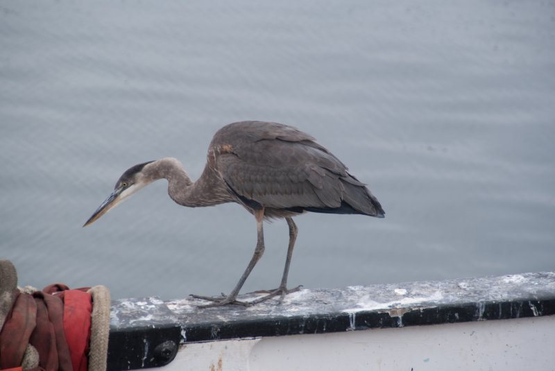 _birds_san_pedro_09019.jpg