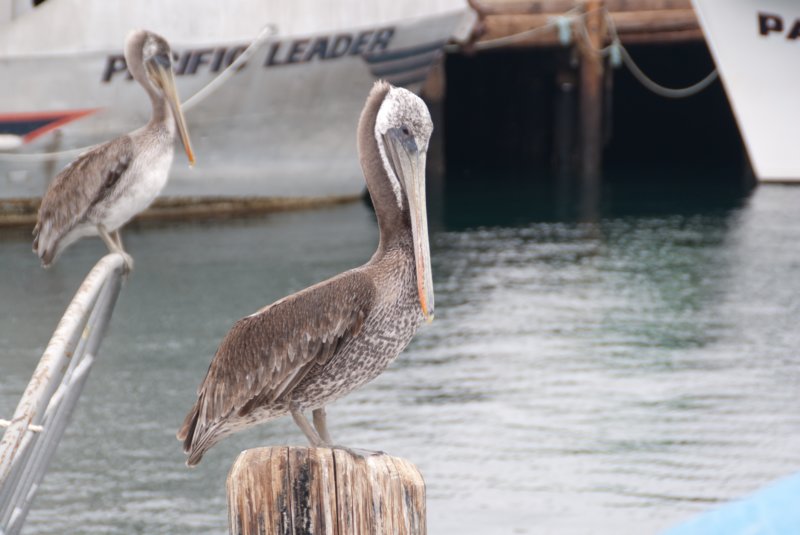 _birds_san_pedro_09065.jpg