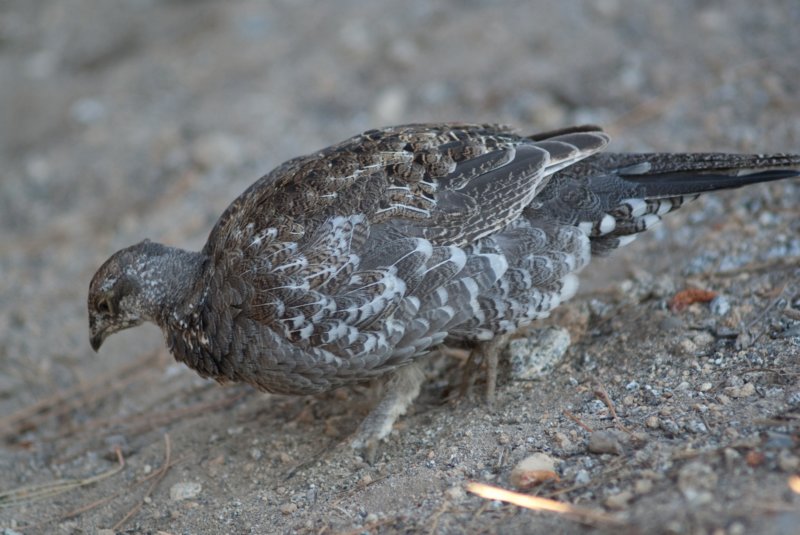 _birds_yosemite_09908.jpg