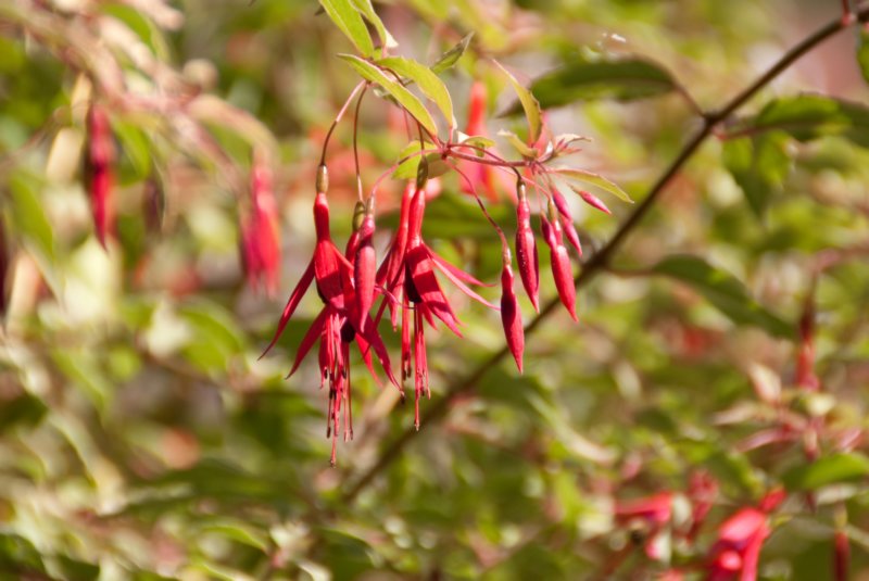 _plants_big_sur_09585.jpg