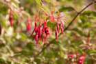 _plants_big_sur_09585_small.jpg