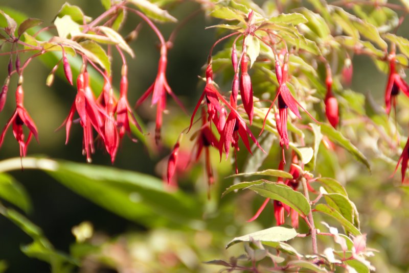 _plants_big_sur_09587.jpg