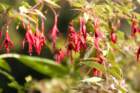 _plants_big_sur_09587_small.jpg