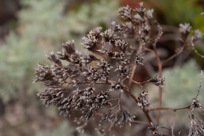 _plants_queen_mary_08800.jpg