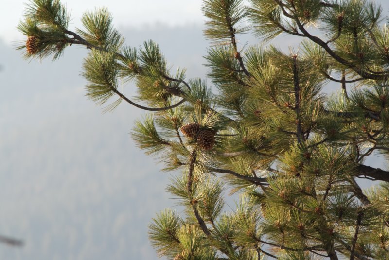 _plants_yosemite_09878.jpg