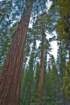 _scenes_yosemite_10171_small.jpg