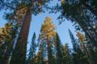 _scenes_yosemite_10176_small.jpg