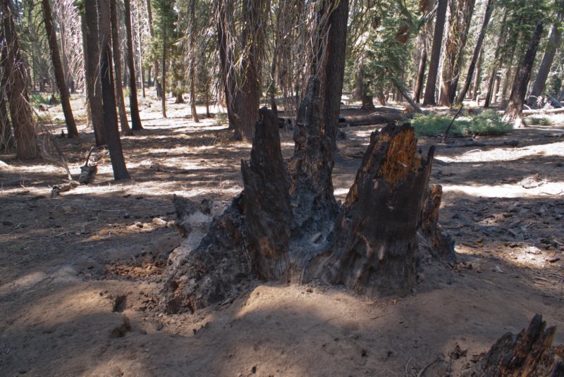 _scenes_yosemite_10732.jpg