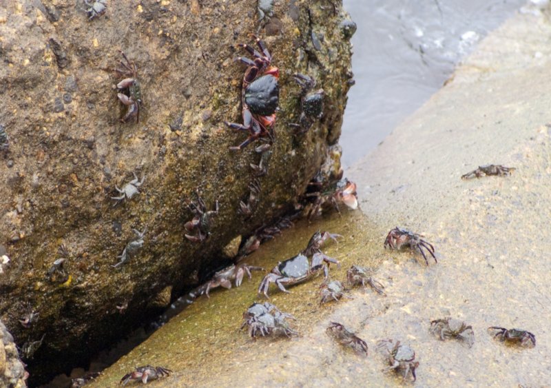 _sea_creatures_queen_mary_08890.jpg