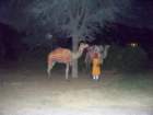 camelsatelephantsafari_small.jpg