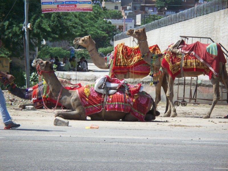 camelsinjaipur.jpg