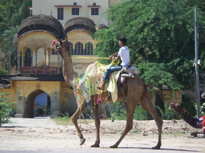 camelsinjaipur2.jpg