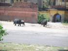 pigsinjaipur2_small.jpg