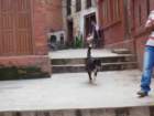 dog_small.jpg