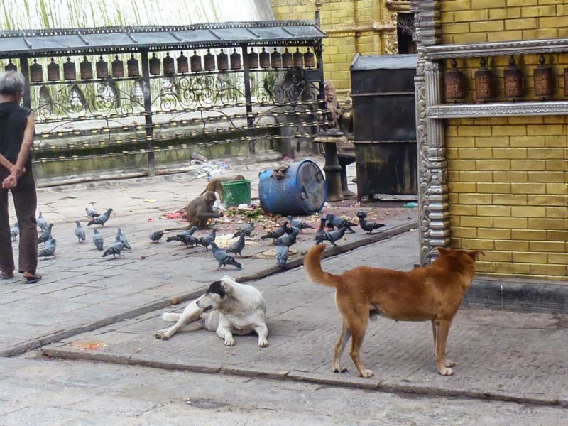 dogsmonkeysbirdsatswayambhunathstupa.jpg