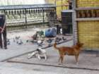 dogsmonkeysbirdsatswayambhunathstupa_small.jpg