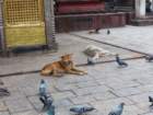 happydogatswayambhunathstupa_small.jpg