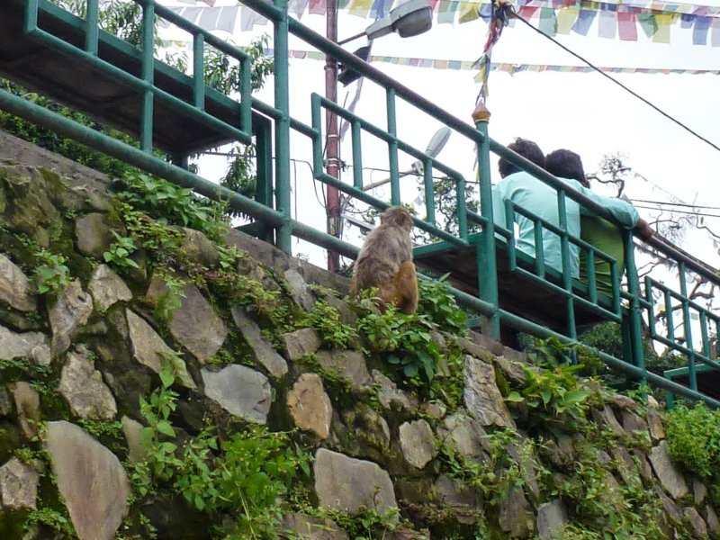 monkeyatswayambhunathstupa.jpg