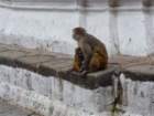 monkeysatswayambhunathstupa10_small.jpg