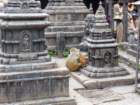 monkeysatswayambhunathstupa11_small.jpg