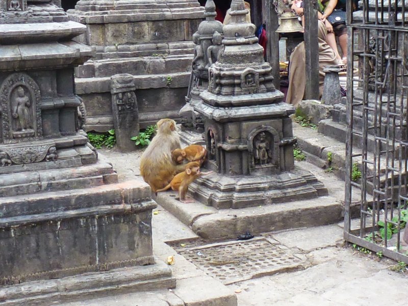 monkeysatswayambhunathstupa12.jpg