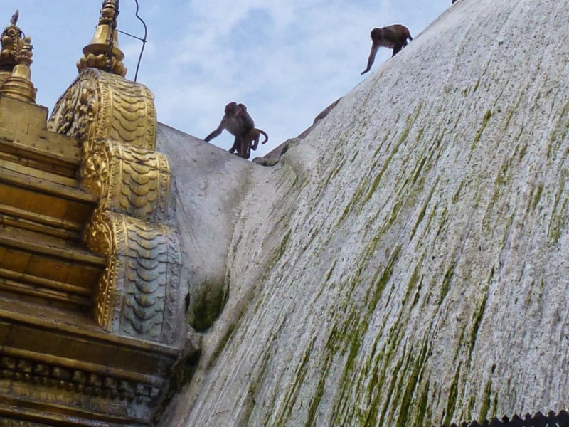 monkeysatswayambhunathstupa14.jpg