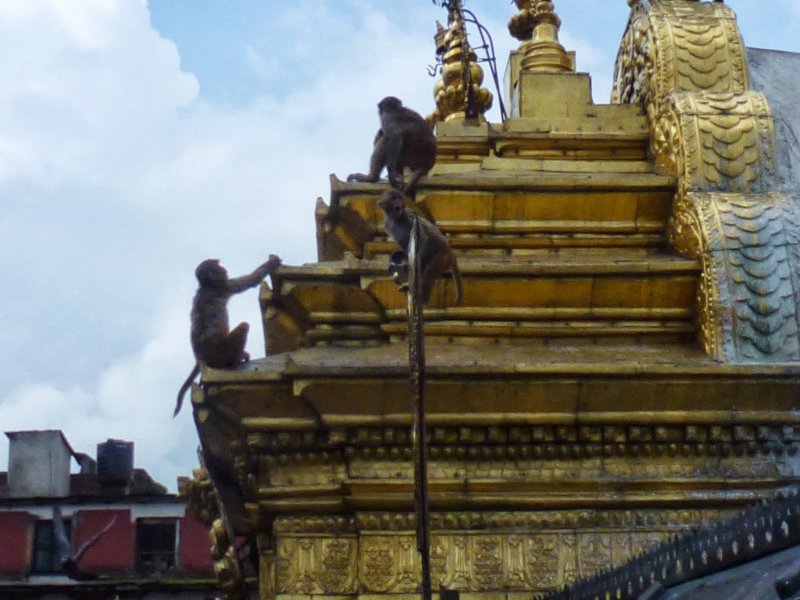 monkeysatswayambhunathstupa15.jpg