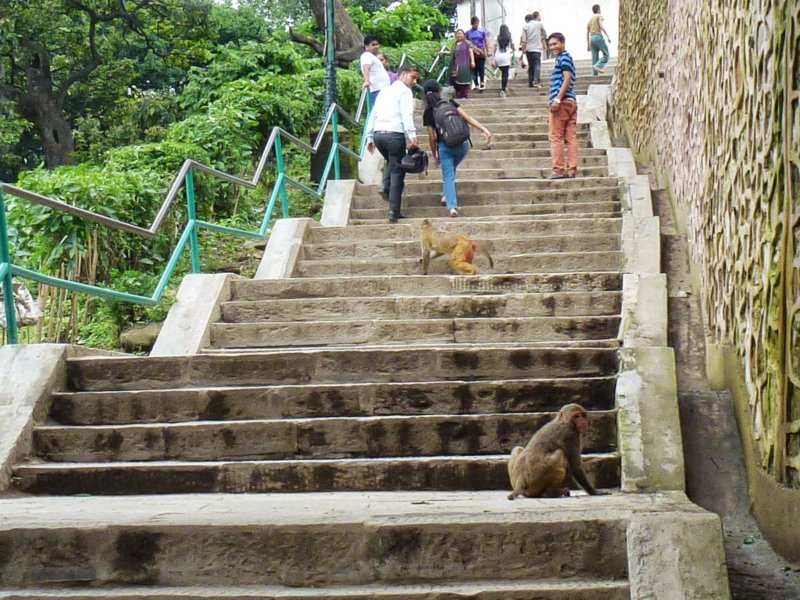 monkeysatswayambhunathstupa2.jpg