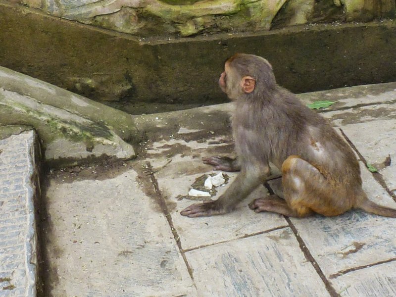 monkeysatswayambhunathstupa3.jpg