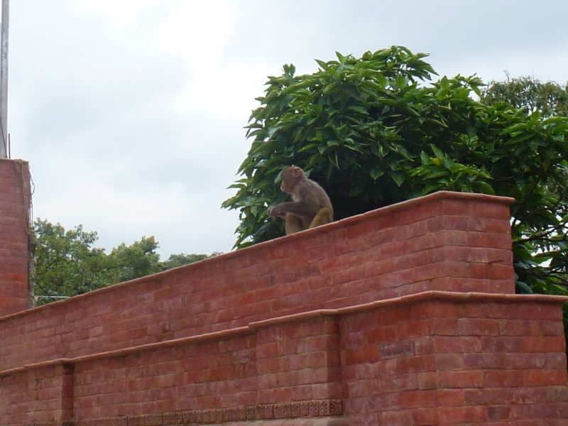 monkeysatswayambhunathstupa4.jpg