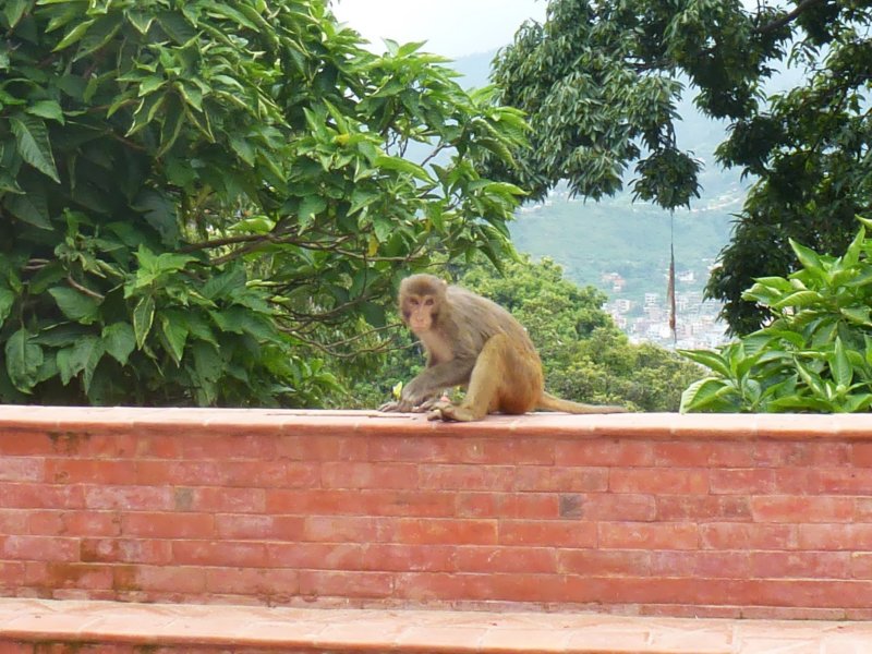 monkeysatswayambhunathstupa5.jpg