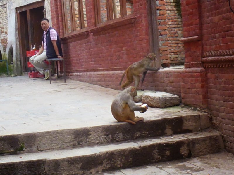 monkeysatswayambhunathstupa6.jpg