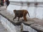 monkeysatswayambhunathstupa7_small.jpg