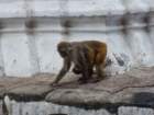 monkeysatswayambhunathstupa9_small.jpg