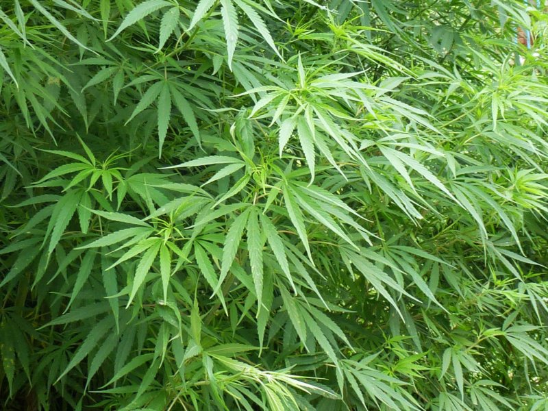 khokanamarijuanaplant.jpg