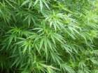 khokanamarijuanaplant_small.jpg
