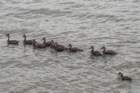 oct2014blackbelliedwhsitlingducksonthemississippineworleanslouisianadsc06054_small.jpg