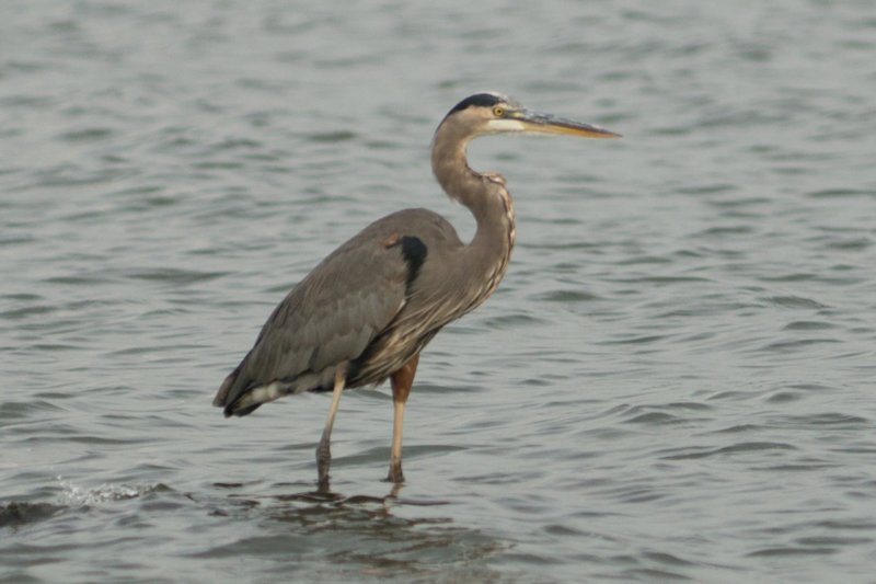 oct2014cagesbendcampgroundcumberlandriveranddamnashvilletennesseedsc05770.jpg