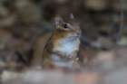 oct2014chipmunkbaileyspointcampgroundglasgowkydsc05585_small.jpg