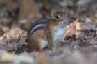 oct2014chipmunkbaileyspointcampgroundglasgowkydsc05588_small.jpg