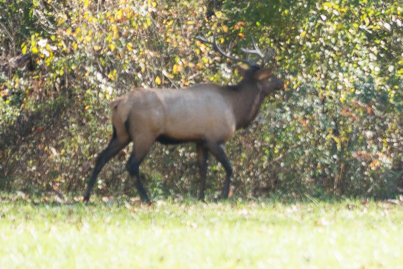 oct2014elkingreatsmokymountainsnorthcarolinadsc05926.jpg