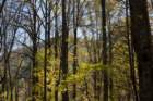 oct2014mountainridgeseenfromkephartprongtrailingreatsmokymountainsnorthcarolinadsc05942_small.jpg