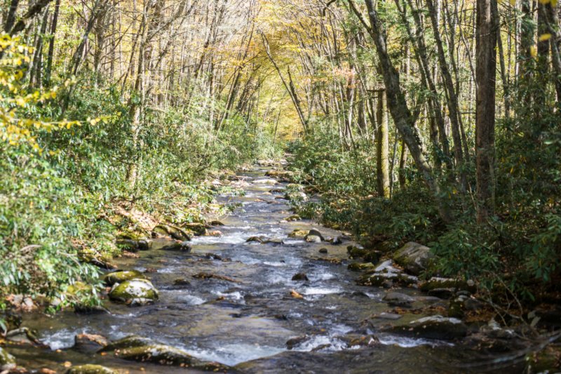 oct2014riveratkephartprongtrailingreatsmokymountainsnorthcarolinadsc05928.jpg