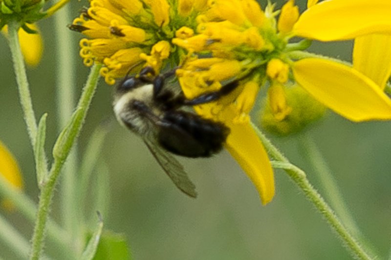 sep2014beeonflowersontrailtoturkeypointlighthouseatelkneckstateparkmddsc04825.jpg