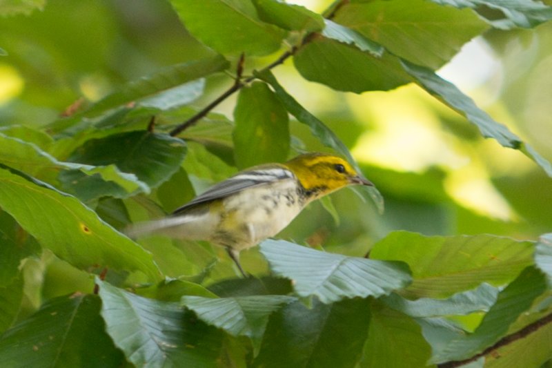 sep2014blackthroatedgreenwarblerbaileyspointcampgroundglasgowkydsc05544.jpg