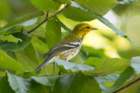 sep2014blackthroatedgreenwarblerbaileyspointcampgroundglasgowkydsc05546_small.jpg