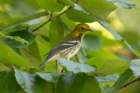 sep2014blackthroatedgreenwarblerbaileyspointcampgroundglasgowkydsc05549_small.jpg