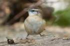 sep2014carolinawrenbaileyspointcampgroundglasgowkydsc05519_small.jpg