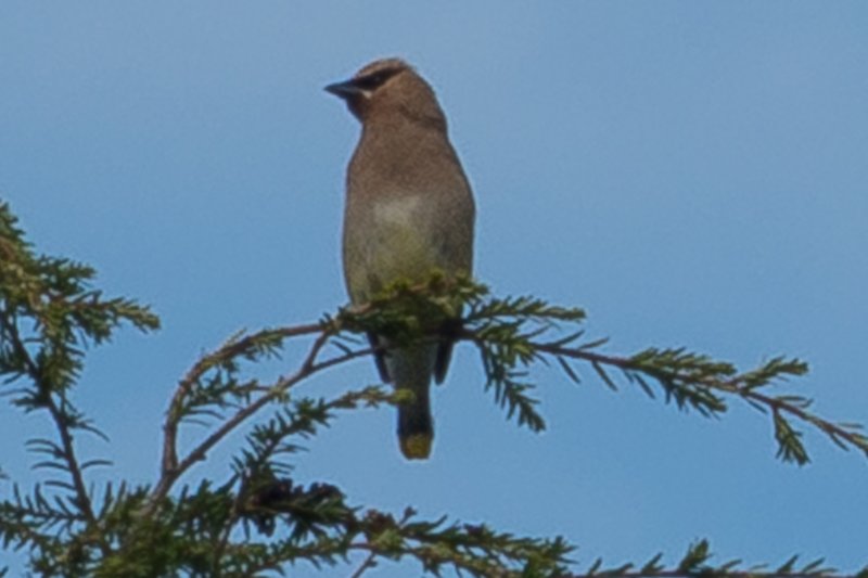 sep2014cedarwaxwingatskylandonskylinedrivedsc05237.jpg