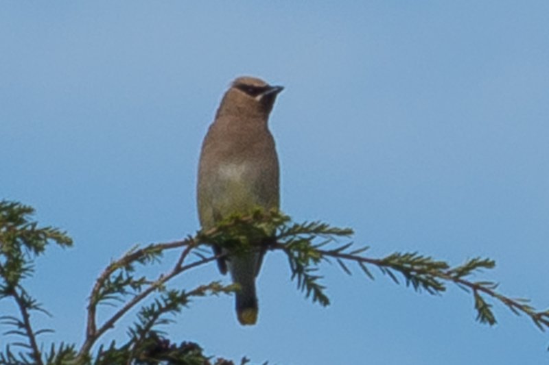 sep2014cedarwaxwingatskylandonskylinedrivedsc05238.jpg